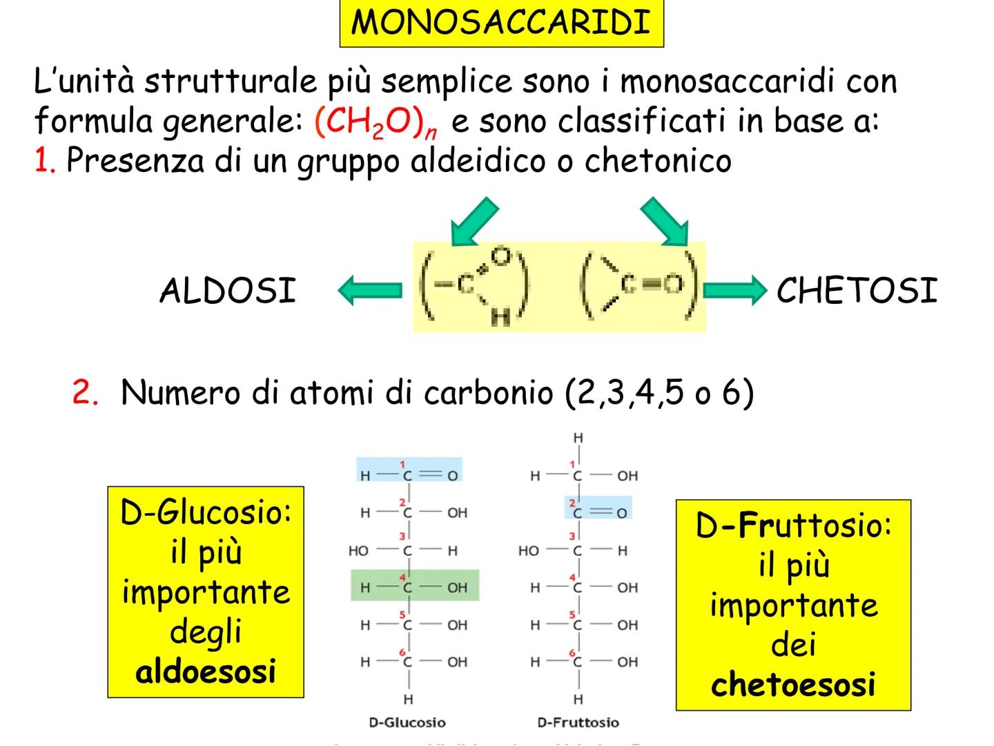 LEZIONE n° 1
subunità
unità da costruzione
della cellula
ZUCCHERI
ACIDI GRASSI
LE MACROMOLECOLE
BIOLOGICHE
AMMINOACIDI
NUCLEOTIDI
Le cellule