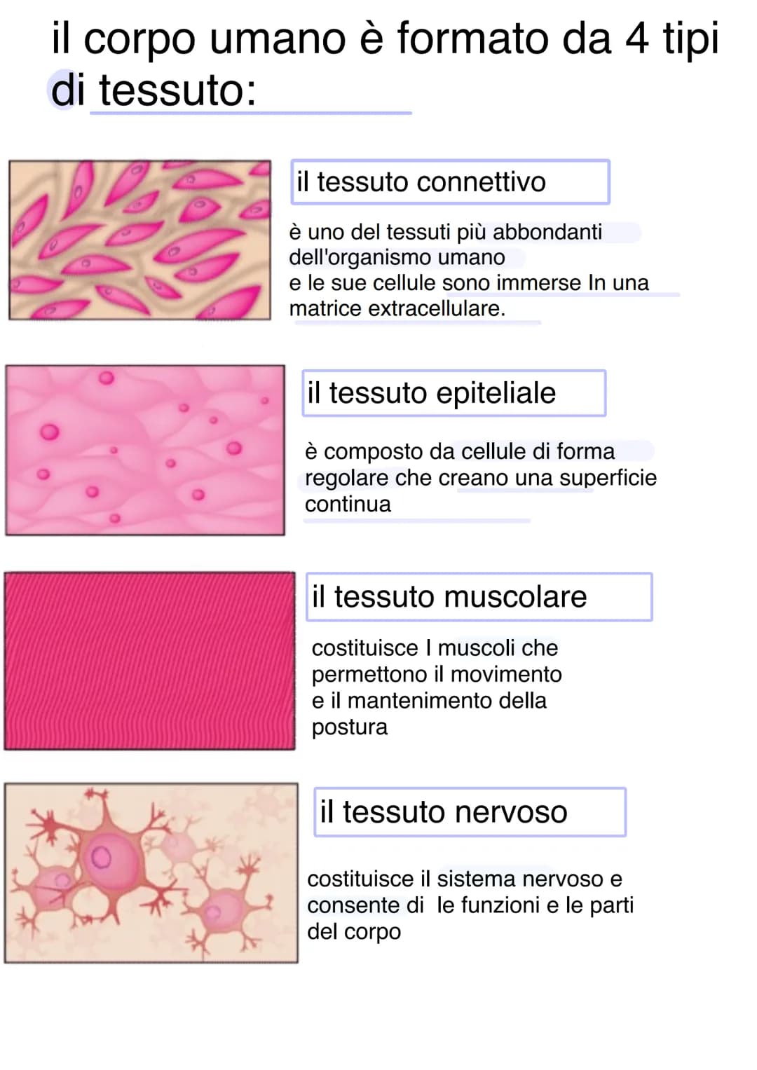 Llessuti
Dal punto di vista biochimico, il corpo umano è organizzato in livelli
gerarchici mantenuti dall'equilibrio omeostico:
1) Atomo → 2