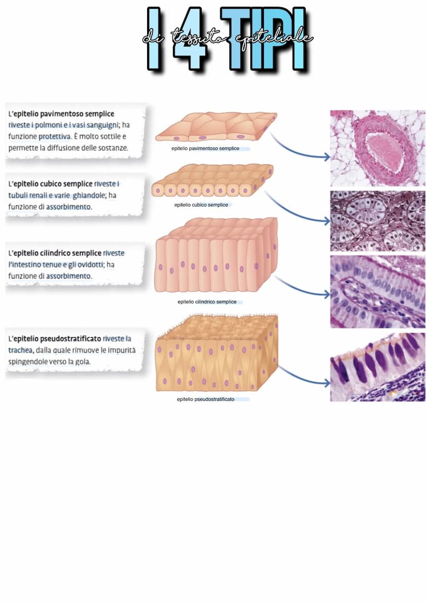 Llessuti
Dal punto di vista biochimico, il corpo umano è organizzato in livelli
gerarchici mantenuti dall'equilibrio omeostico:
1) Atomo → 2