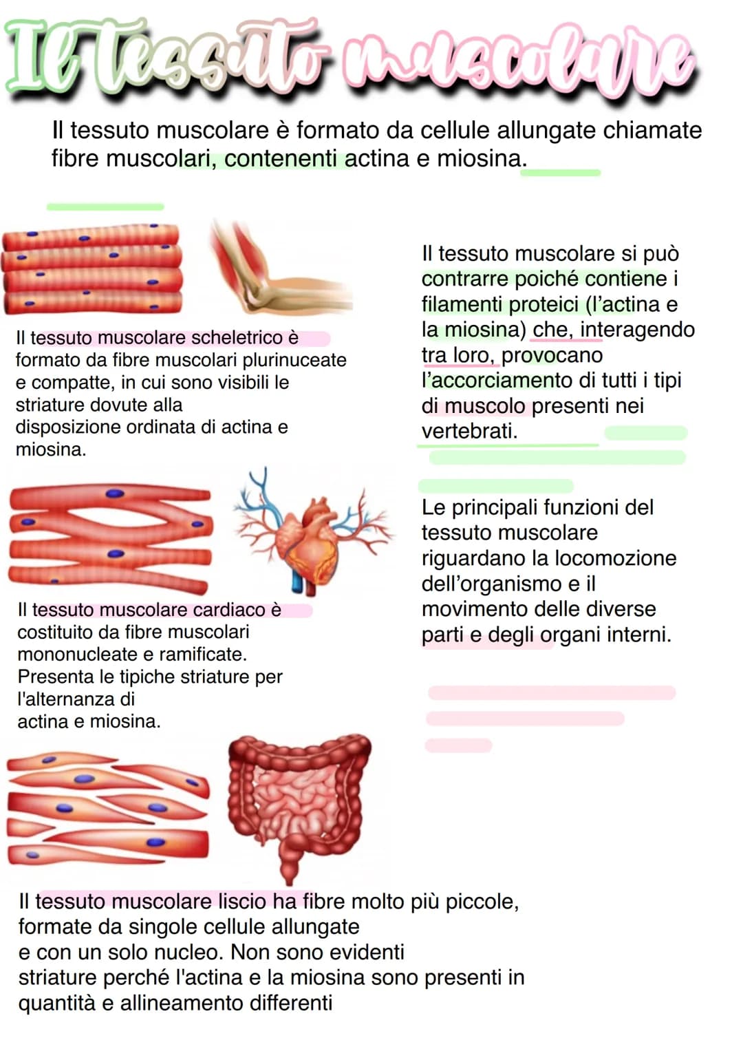 Llessuti
Dal punto di vista biochimico, il corpo umano è organizzato in livelli
gerarchici mantenuti dall'equilibrio omeostico:
1) Atomo → 2