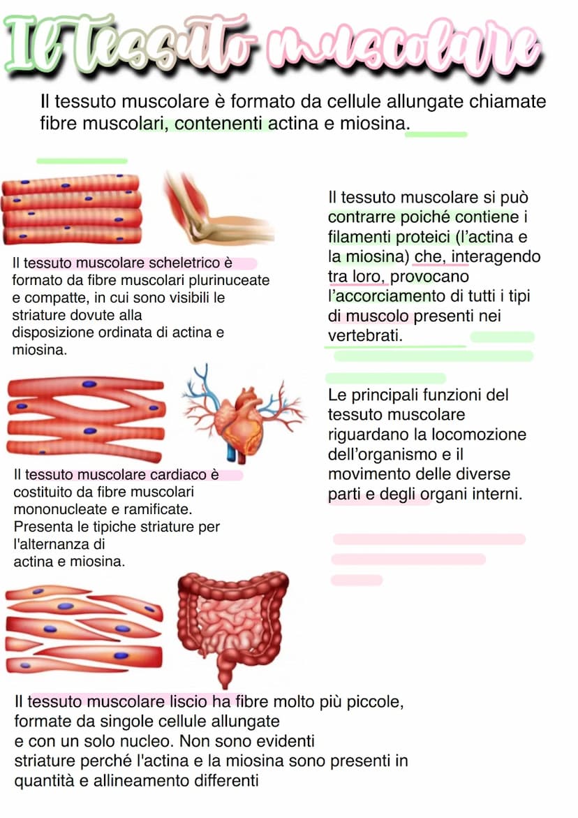 Llessuti
Dal punto di vista biochimico, il corpo umano è organizzato in livelli
gerarchici mantenuti dall'equilibrio omeostico:
1) Atomo → 2