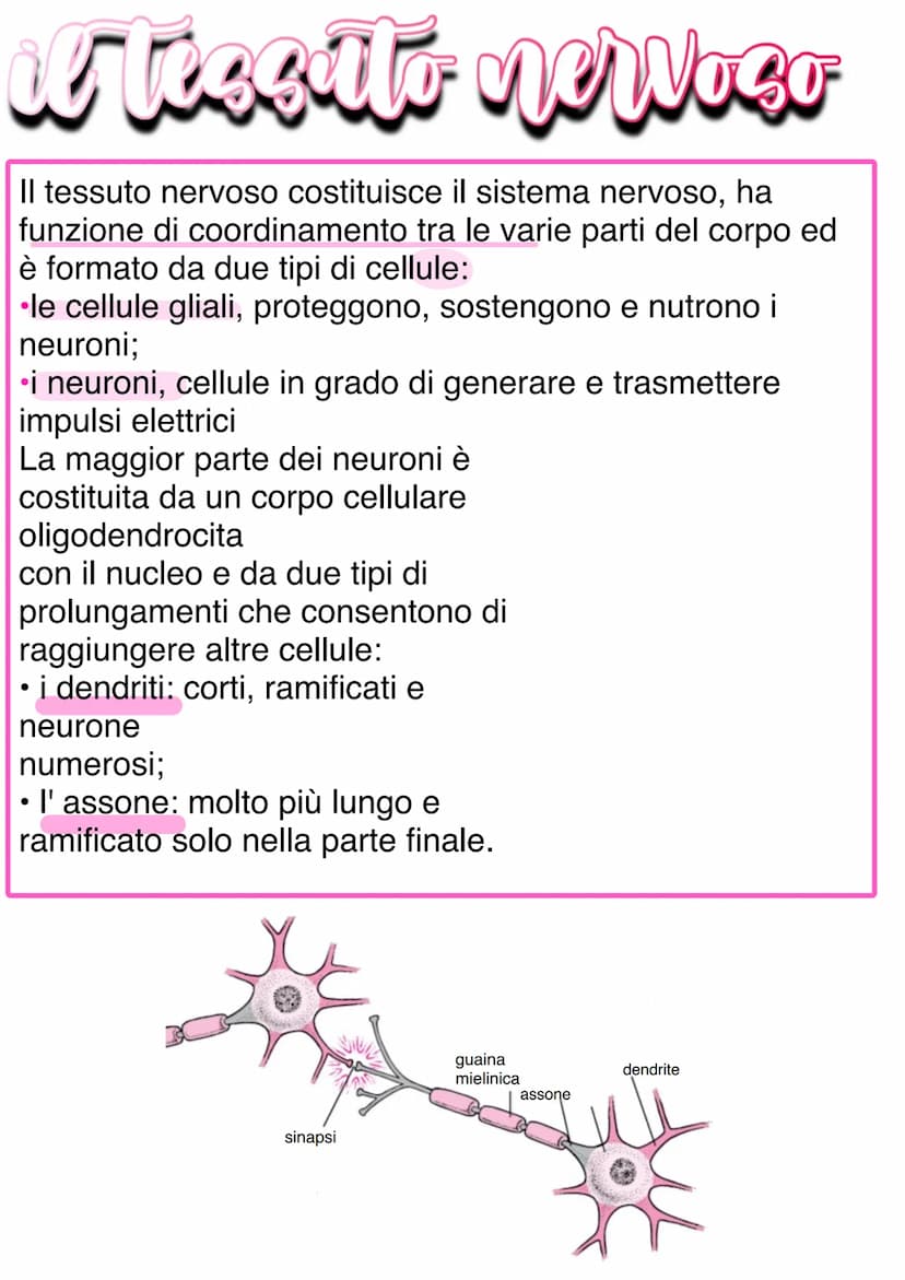 Llessuti
Dal punto di vista biochimico, il corpo umano è organizzato in livelli
gerarchici mantenuti dall'equilibrio omeostico:
1) Atomo → 2