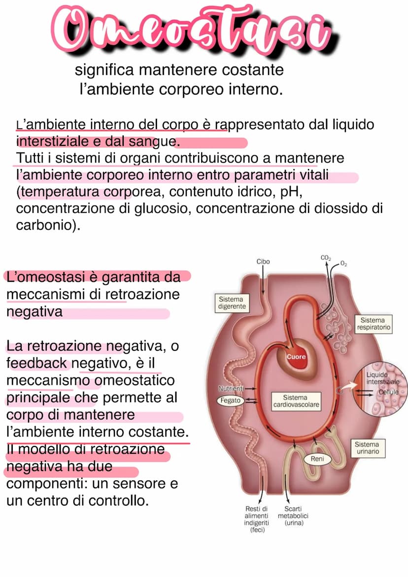Llessuti
Dal punto di vista biochimico, il corpo umano è organizzato in livelli
gerarchici mantenuti dall'equilibrio omeostico:
1) Atomo → 2
