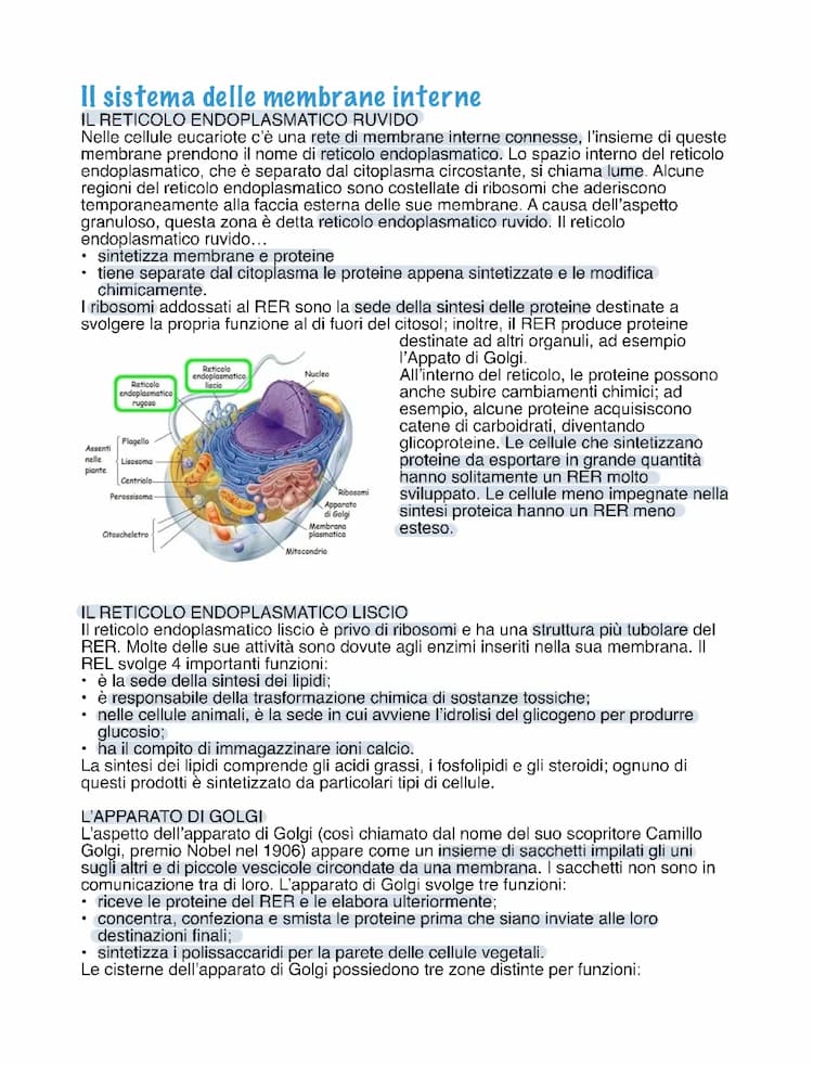 Know il sistema delle membrane interne🧪 thumbnail
