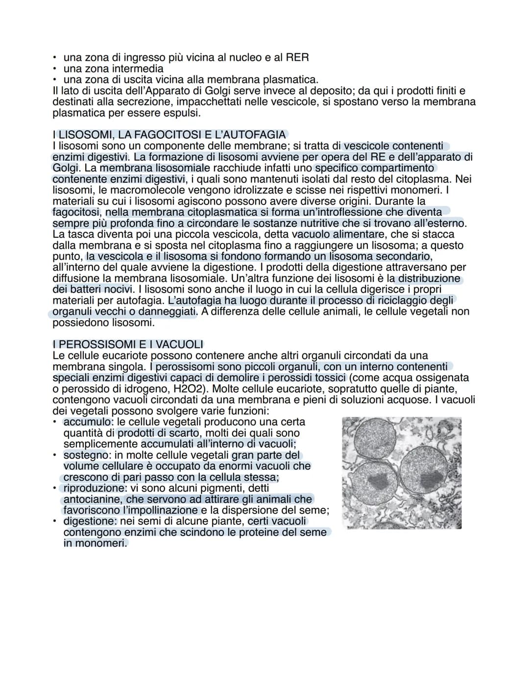 Il sistema delle membrane interne
IL RETICOLO ENDOPLASMATICO RUVIDO
Nelle cellule eucariote c'è una rete di membrane interne connesse, l'ins