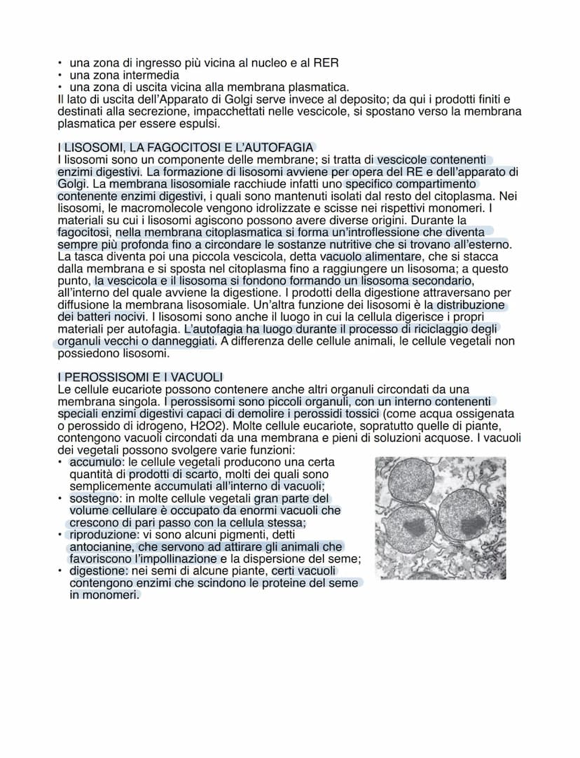 Il sistema delle membrane interne
IL RETICOLO ENDOPLASMATICO RUVIDO
Nelle cellule eucariote c'è una rete di membrane interne connesse, l'ins