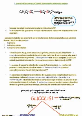 Know il metabolismo del glucosio (glicolisi - fermentazione lattica/alcolica - respirazione cellulare fase preparatoria/ciclo di krebs/fosforilazione ossidativa thumbnail