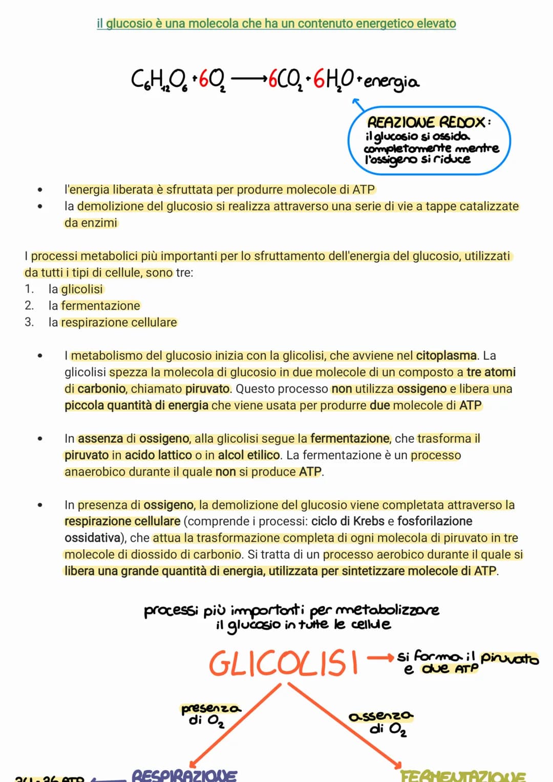 ●
●
●
●
il glucosio è una molecola che ha un contenuto energetico elevato
C₂H₂O +60₂6CO₂ + 6H₂O +energia
I processi metabolici più important