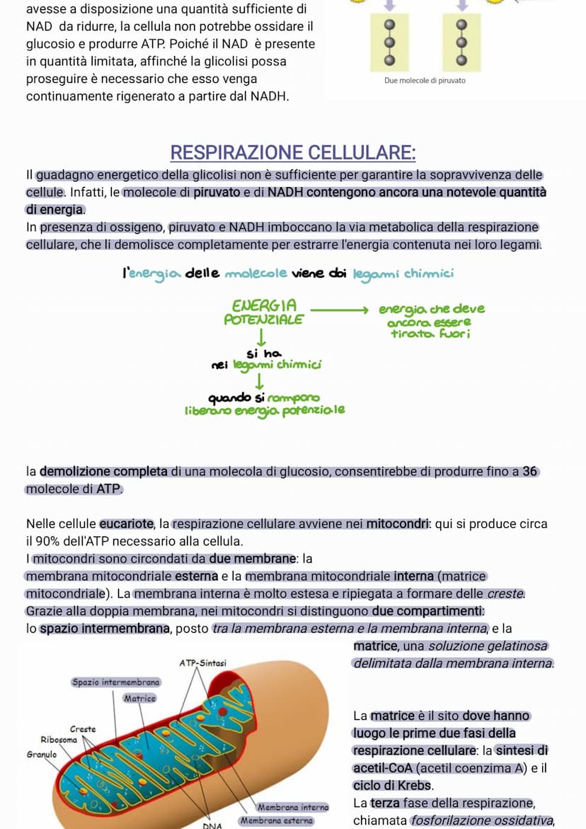 ●
●
●
●
il glucosio è una molecola che ha un contenuto energetico elevato
C₂H₂O +60₂6CO₂ + 6H₂O +energia
I processi metabolici più important