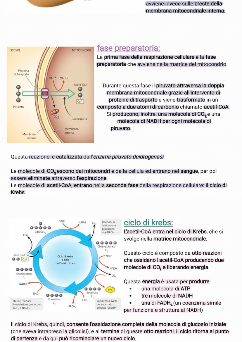 ●
●
●
●
il glucosio è una molecola che ha un contenuto energetico elevato
C₂H₂O +60₂6CO₂ + 6H₂O +energia
I processi metabolici più important