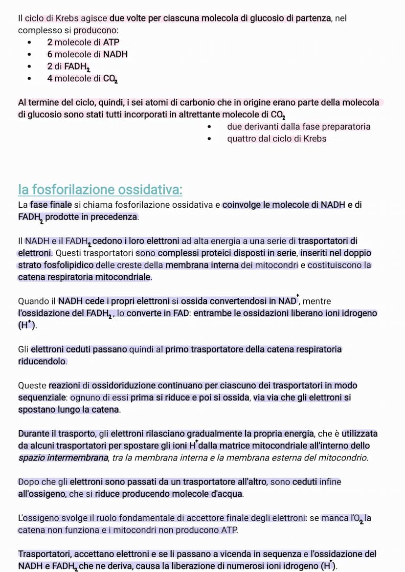 ●
●
●
●
il glucosio è una molecola che ha un contenuto energetico elevato
C₂H₂O +60₂6CO₂ + 6H₂O +energia
I processi metabolici più important