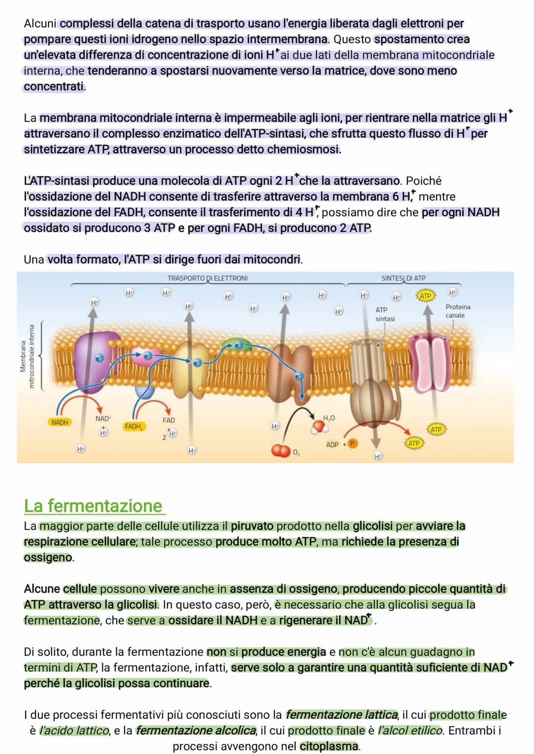 ●
●
●
●
il glucosio è una molecola che ha un contenuto energetico elevato
C₂H₂O +60₂6CO₂ + 6H₂O +energia
I processi metabolici più important
