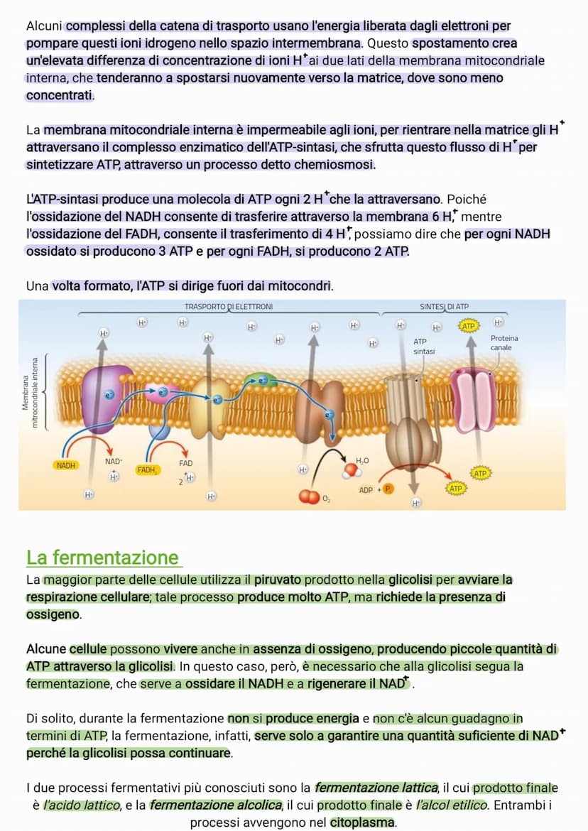 ●
●
●
●
il glucosio è una molecola che ha un contenuto energetico elevato
C₂H₂O +60₂6CO₂ + 6H₂O +energia
I processi metabolici più important