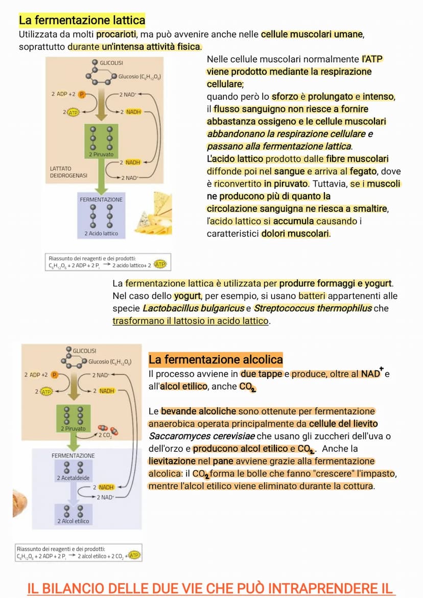 ●
●
●
●
il glucosio è una molecola che ha un contenuto energetico elevato
C₂H₂O +60₂6CO₂ + 6H₂O +energia
I processi metabolici più important