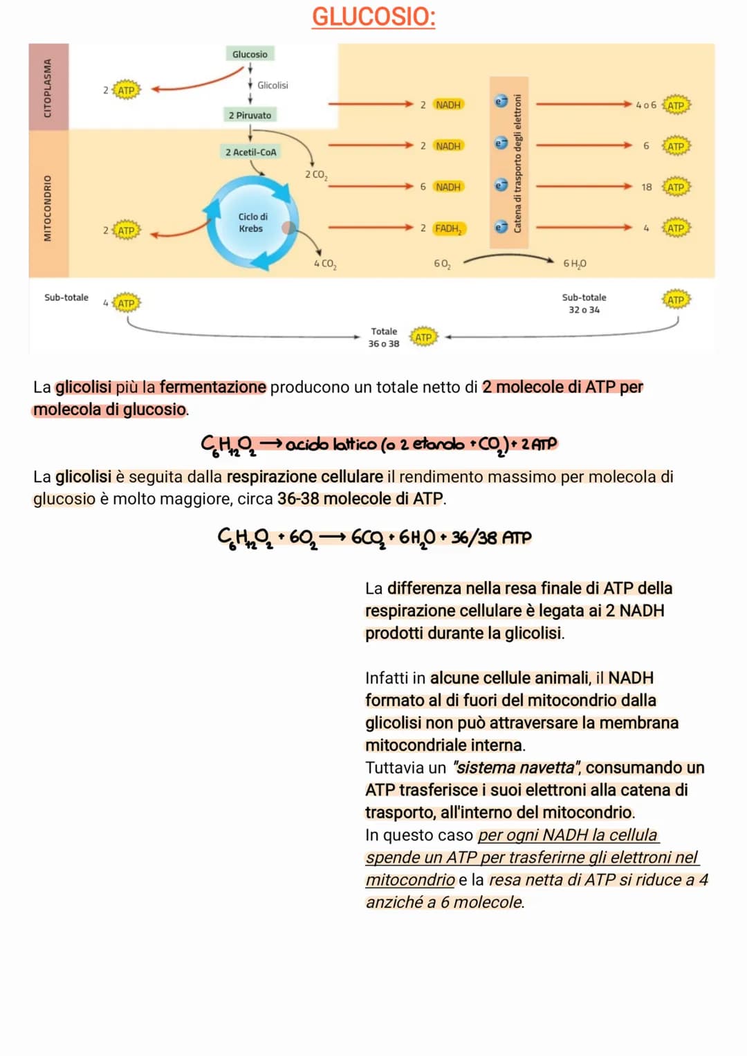 ●
●
●
●
il glucosio è una molecola che ha un contenuto energetico elevato
C₂H₂O +60₂6CO₂ + 6H₂O +energia
I processi metabolici più important