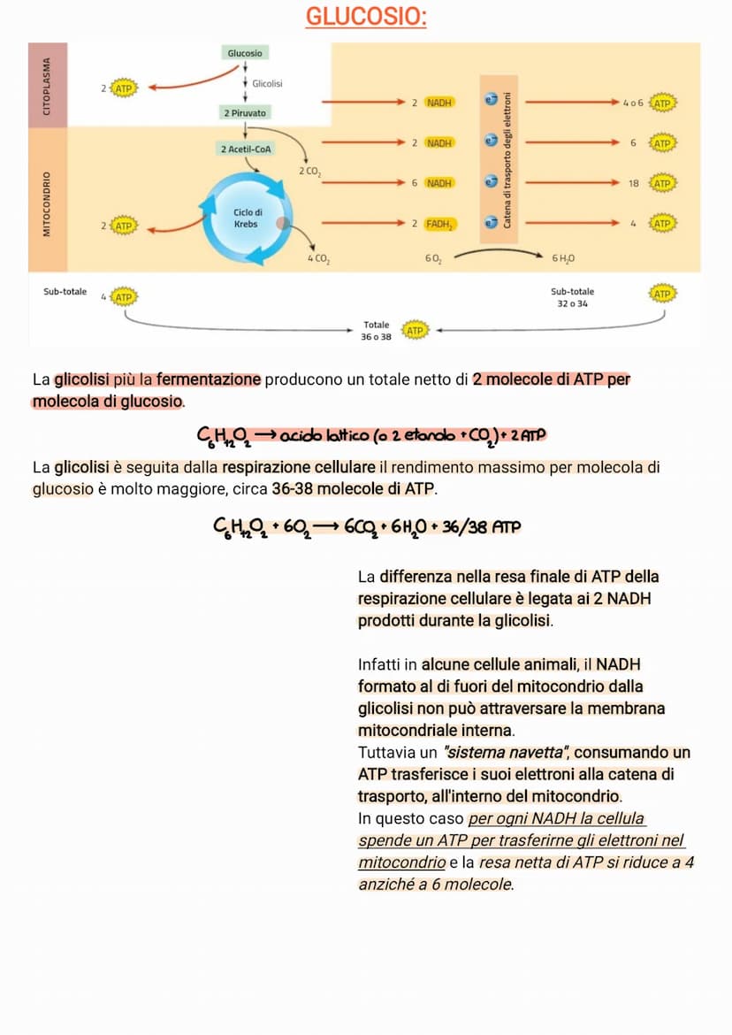 ●
●
●
●
il glucosio è una molecola che ha un contenuto energetico elevato
C₂H₂O +60₂6CO₂ + 6H₂O +energia
I processi metabolici più important