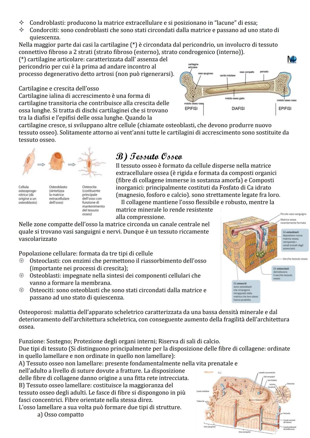 # Tessuto Connettivo

Ha funzione trofomeccanica, ovvero tessuti specializzati nella nutrizione (funzione trofica), nel
sostegno, nella prot