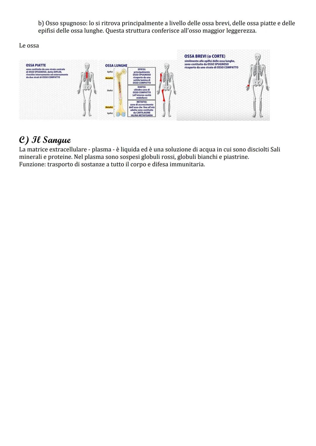 # Tessuto Connettivo

Ha funzione trofomeccanica, ovvero tessuti specializzati nella nutrizione (funzione trofica), nel
sostegno, nella prot