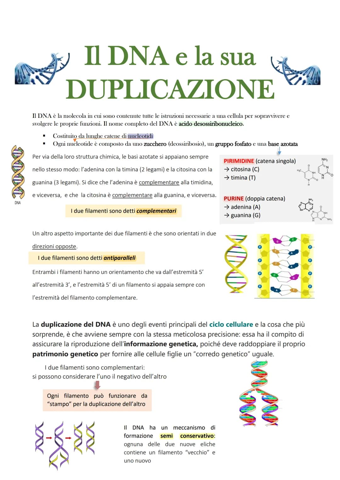INN:
DNA
Il DNA e la sua
DUPLICAZIONE
Il DNA è la molecola in cui sono contenute tutte le istruzioni necessarie a una cellula per sopravvive