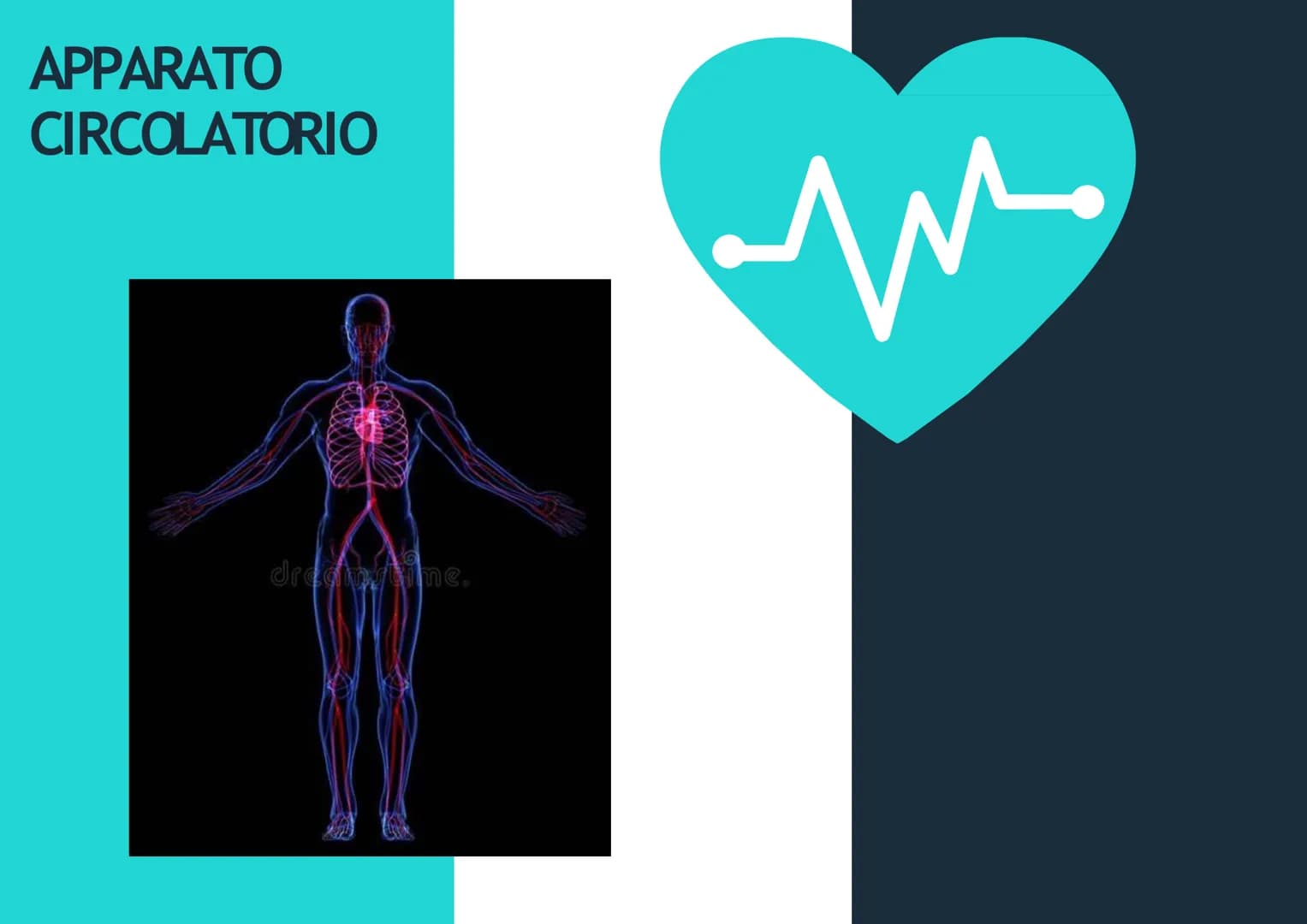 APPARATO
CIRCOLATORIO
Husey
dreamstime.
yu APPARATO
CIRCOLATORIO
Composto da:
-cuore
-sangue
-vasi sanguigni: vene,
arterie, capillari
Le ve
