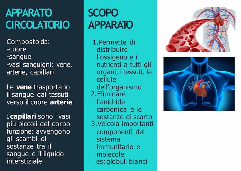 APPARATO
CIRCOLATORIO
Husey
dreamstime.
yu APPARATO
CIRCOLATORIO
Composto da:
-cuore
-sangue
-vasi sanguigni: vene,
arterie, capillari
Le ve