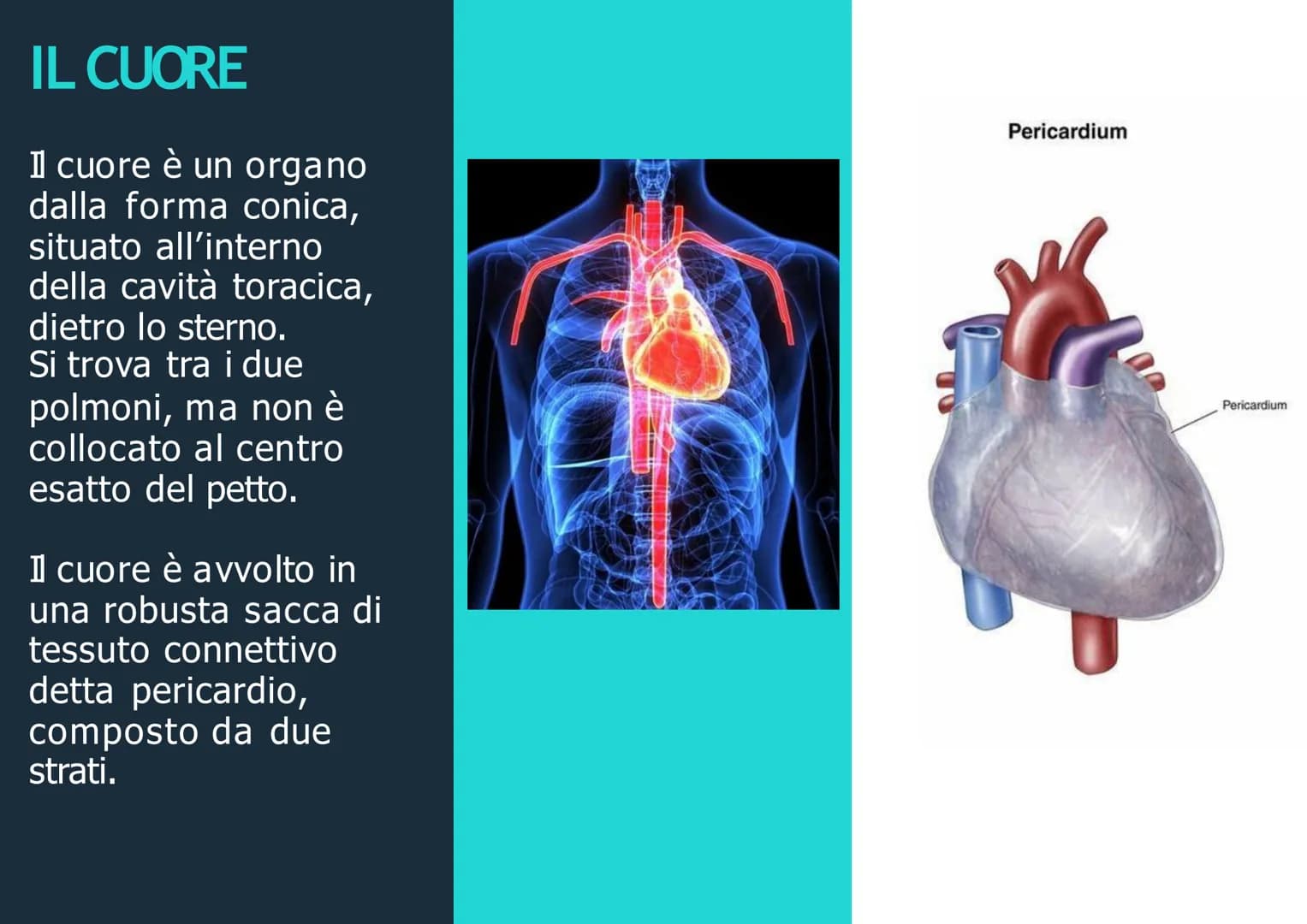 APPARATO
CIRCOLATORIO
Husey
dreamstime.
yu APPARATO
CIRCOLATORIO
Composto da:
-cuore
-sangue
-vasi sanguigni: vene,
arterie, capillari
Le ve