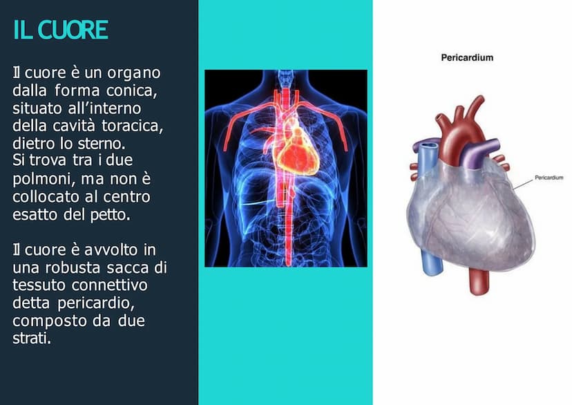 APPARATO
CIRCOLATORIO
Husey
dreamstime.
yu APPARATO
CIRCOLATORIO
Composto da:
-cuore
-sangue
-vasi sanguigni: vene,
arterie, capillari
Le ve