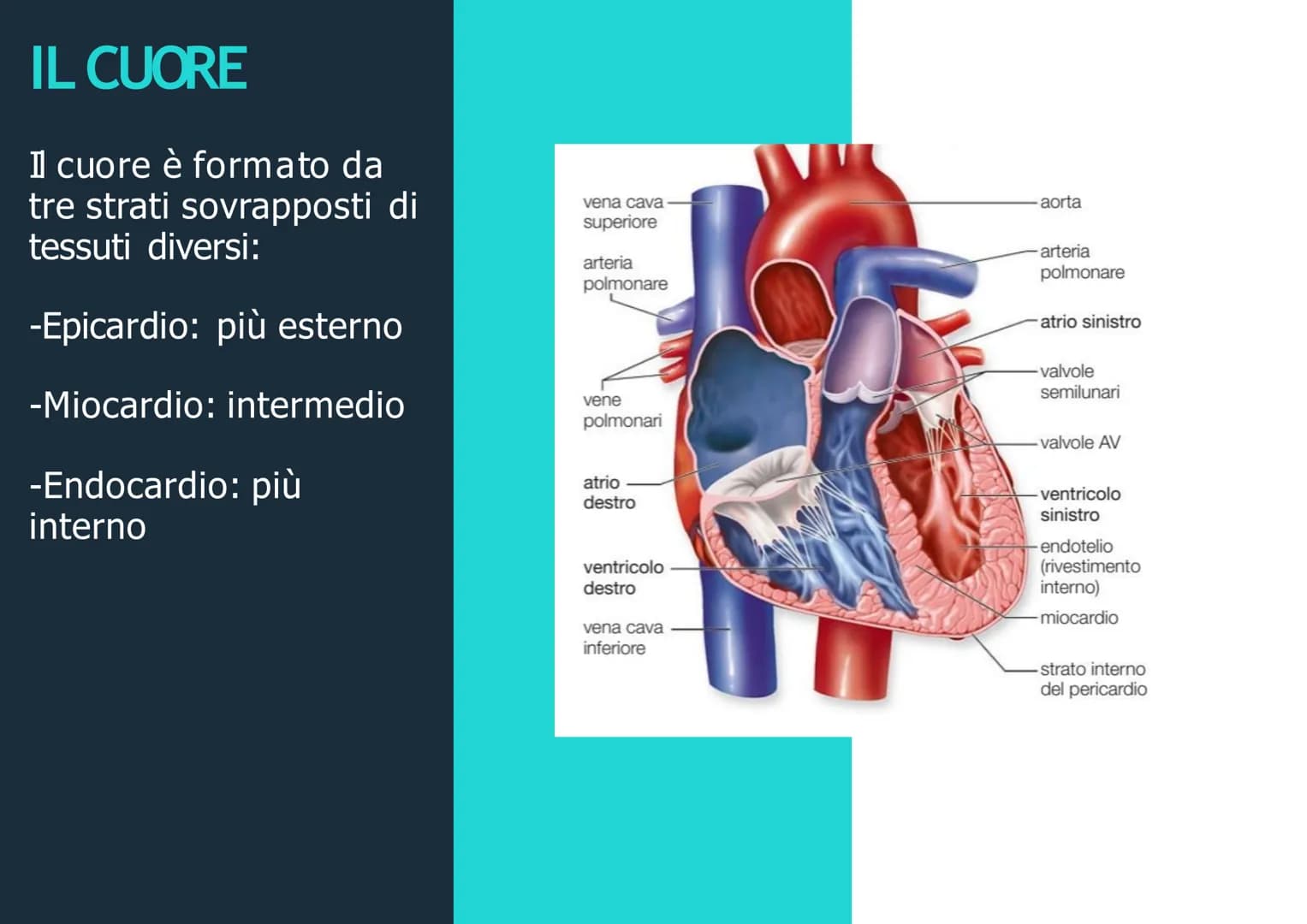 APPARATO
CIRCOLATORIO
Husey
dreamstime.
yu APPARATO
CIRCOLATORIO
Composto da:
-cuore
-sangue
-vasi sanguigni: vene,
arterie, capillari
Le ve