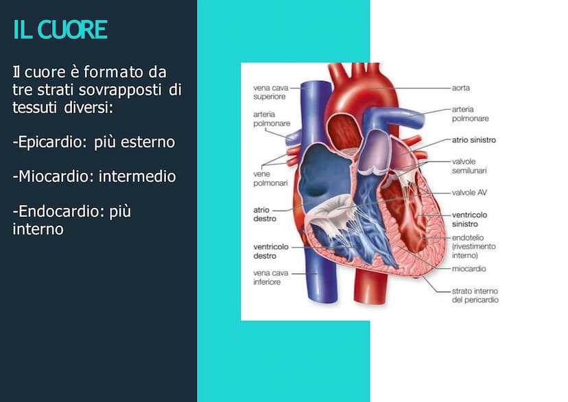 APPARATO
CIRCOLATORIO
Husey
dreamstime.
yu APPARATO
CIRCOLATORIO
Composto da:
-cuore
-sangue
-vasi sanguigni: vene,
arterie, capillari
Le ve