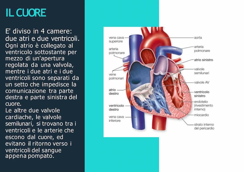 APPARATO
CIRCOLATORIO
Husey
dreamstime.
yu APPARATO
CIRCOLATORIO
Composto da:
-cuore
-sangue
-vasi sanguigni: vene,
arterie, capillari
Le ve