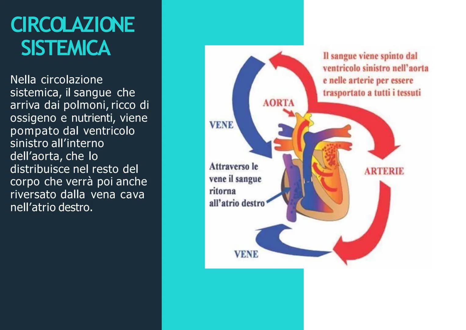 APPARATO
CIRCOLATORIO
Husey
dreamstime.
yu APPARATO
CIRCOLATORIO
Composto da:
-cuore
-sangue
-vasi sanguigni: vene,
arterie, capillari
Le ve