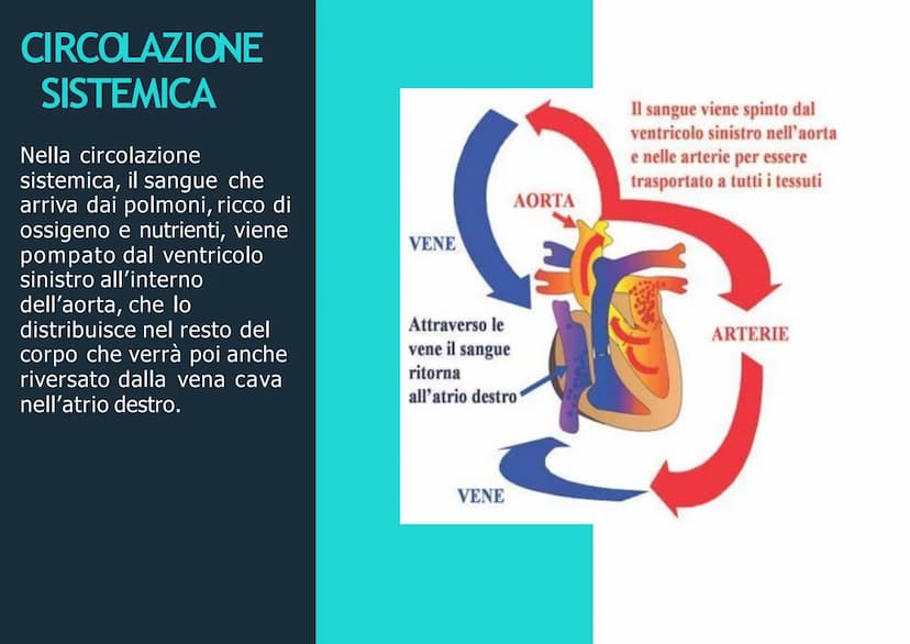 APPARATO
CIRCOLATORIO
Husey
dreamstime.
yu APPARATO
CIRCOLATORIO
Composto da:
-cuore
-sangue
-vasi sanguigni: vene,
arterie, capillari
Le ve