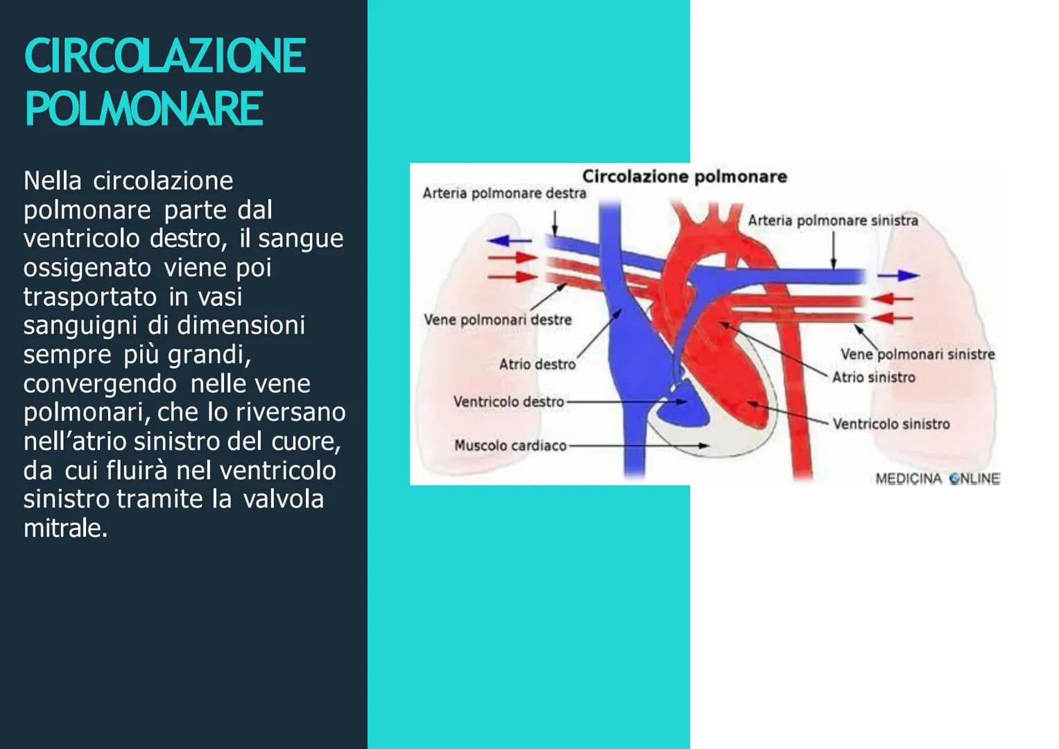 APPARATO
CIRCOLATORIO
Husey
dreamstime.
yu APPARATO
CIRCOLATORIO
Composto da:
-cuore
-sangue
-vasi sanguigni: vene,
arterie, capillari
Le ve