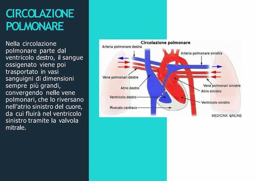 APPARATO
CIRCOLATORIO
Husey
dreamstime.
yu APPARATO
CIRCOLATORIO
Composto da:
-cuore
-sangue
-vasi sanguigni: vene,
arterie, capillari
Le ve
