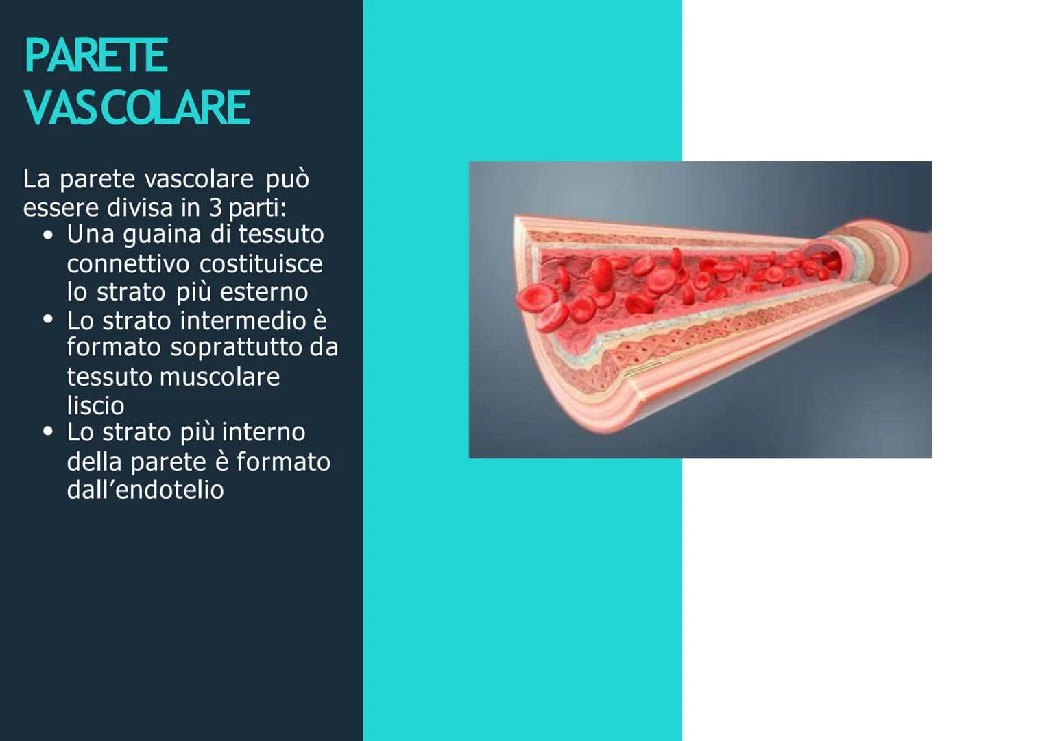 APPARATO
CIRCOLATORIO
Husey
dreamstime.
yu APPARATO
CIRCOLATORIO
Composto da:
-cuore
-sangue
-vasi sanguigni: vene,
arterie, capillari
Le ve