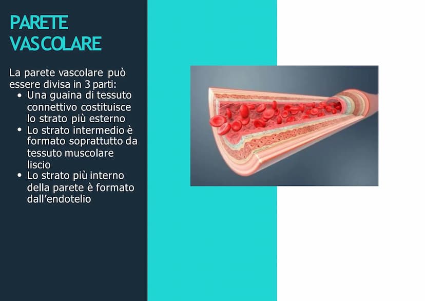 APPARATO
CIRCOLATORIO
Husey
dreamstime.
yu APPARATO
CIRCOLATORIO
Composto da:
-cuore
-sangue
-vasi sanguigni: vene,
arterie, capillari
Le ve
