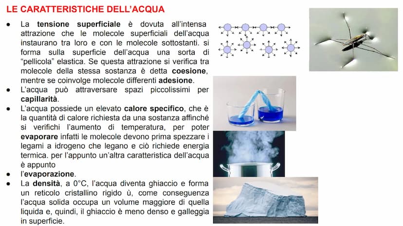GLI ATOMI E I LEGAMI CONDIVISI
Tutta la materia è costituita dalla combinazione di
più elementi chimici. L'atomo è la parte più piccola
di u