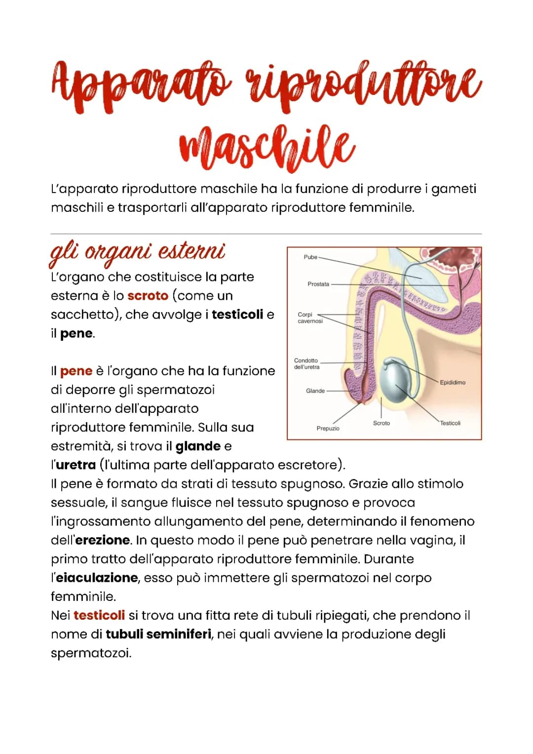 Apparato riproduttore maschile