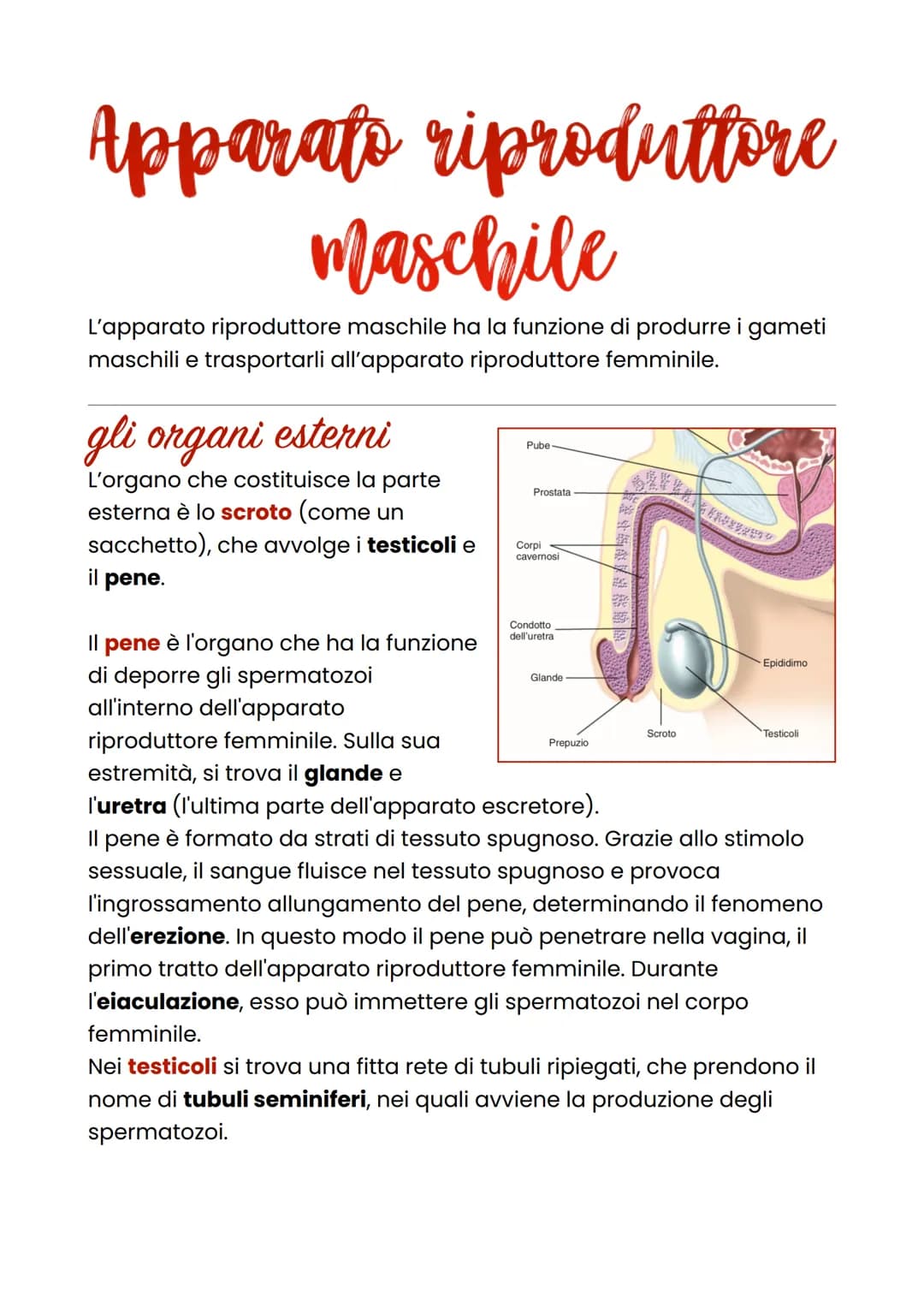 Apparato riproduttore
maschile
L'apparato riproduttore maschile ha la funzione di produrre i gameti
maschili e trasportarli all'apparato rip