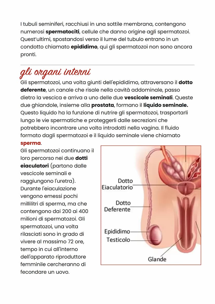 Apparato riproduttore
maschile
L'apparato riproduttore maschile ha la funzione di produrre i gameti
maschili e trasportarli all'apparato rip