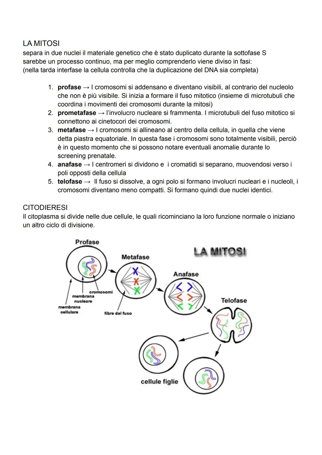 CICLO CELLULARE
serie di eventi che si succedono tra una divisione cellulare e quella seguente
si divide in fasi:
interfase → dove la cellul