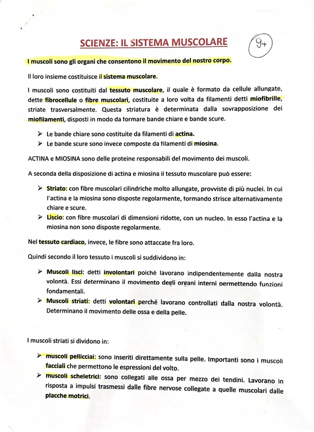 Tutto sui muscoli: riassunto e tabella del corpo umano