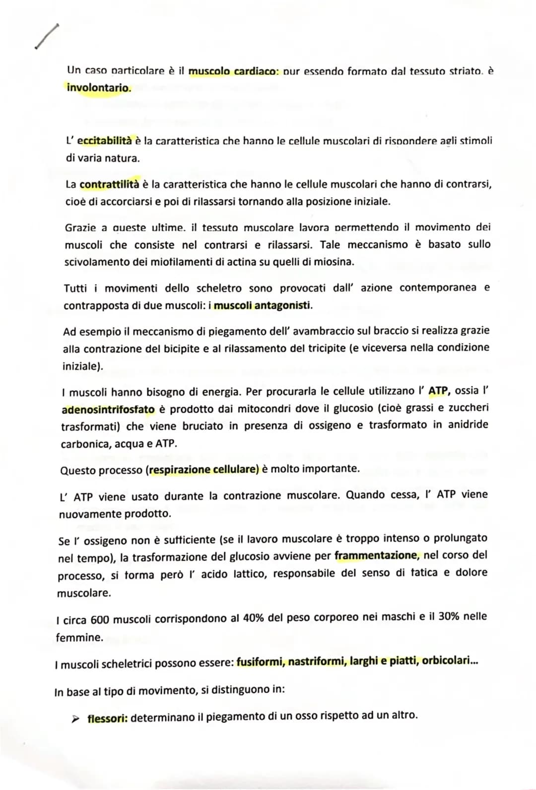 Tutto sui muscoli: riassunto e tabella del corpo umano
