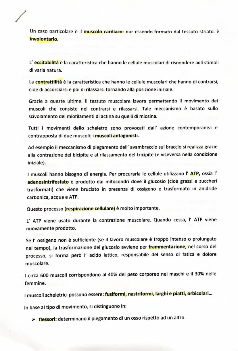 
<p>I muscoli sono gli organi che consentono il movimento del nostro corpo, e il loro insieme costituisce il sistema muscolare. Questo siste