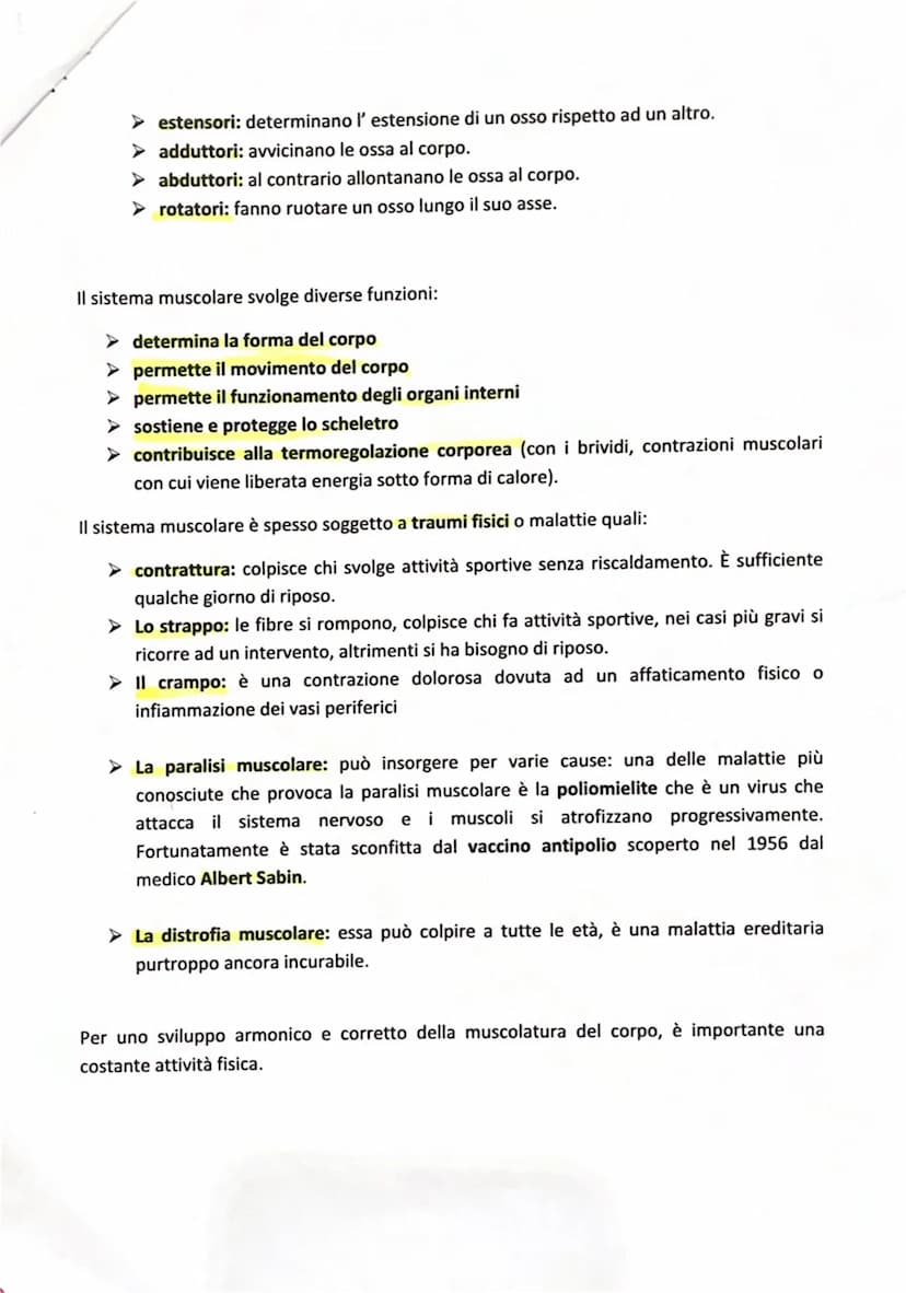 
<p>I muscoli sono gli organi che consentono il movimento del nostro corpo, e il loro insieme costituisce il sistema muscolare. Questo siste