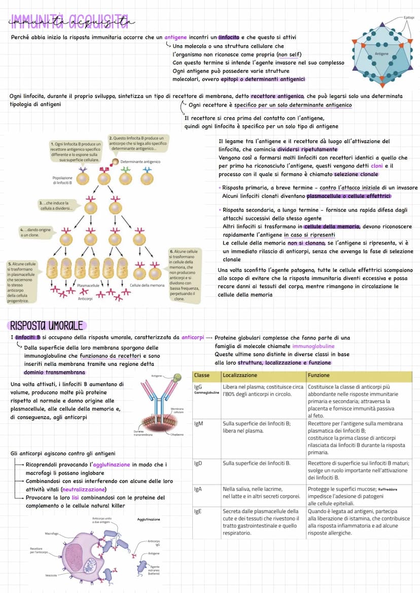 gistema linfatica
(₂ Sistema di vasi, separato da quello sanguigno
Funzioni principali mantenere costante la presenza di liquidi e di soluti