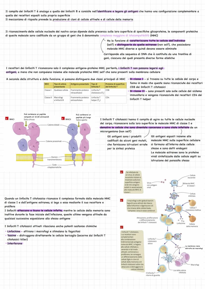 gistema linfatica
(₂ Sistema di vasi, separato da quello sanguigno
Funzioni principali mantenere costante la presenza di liquidi e di soluti