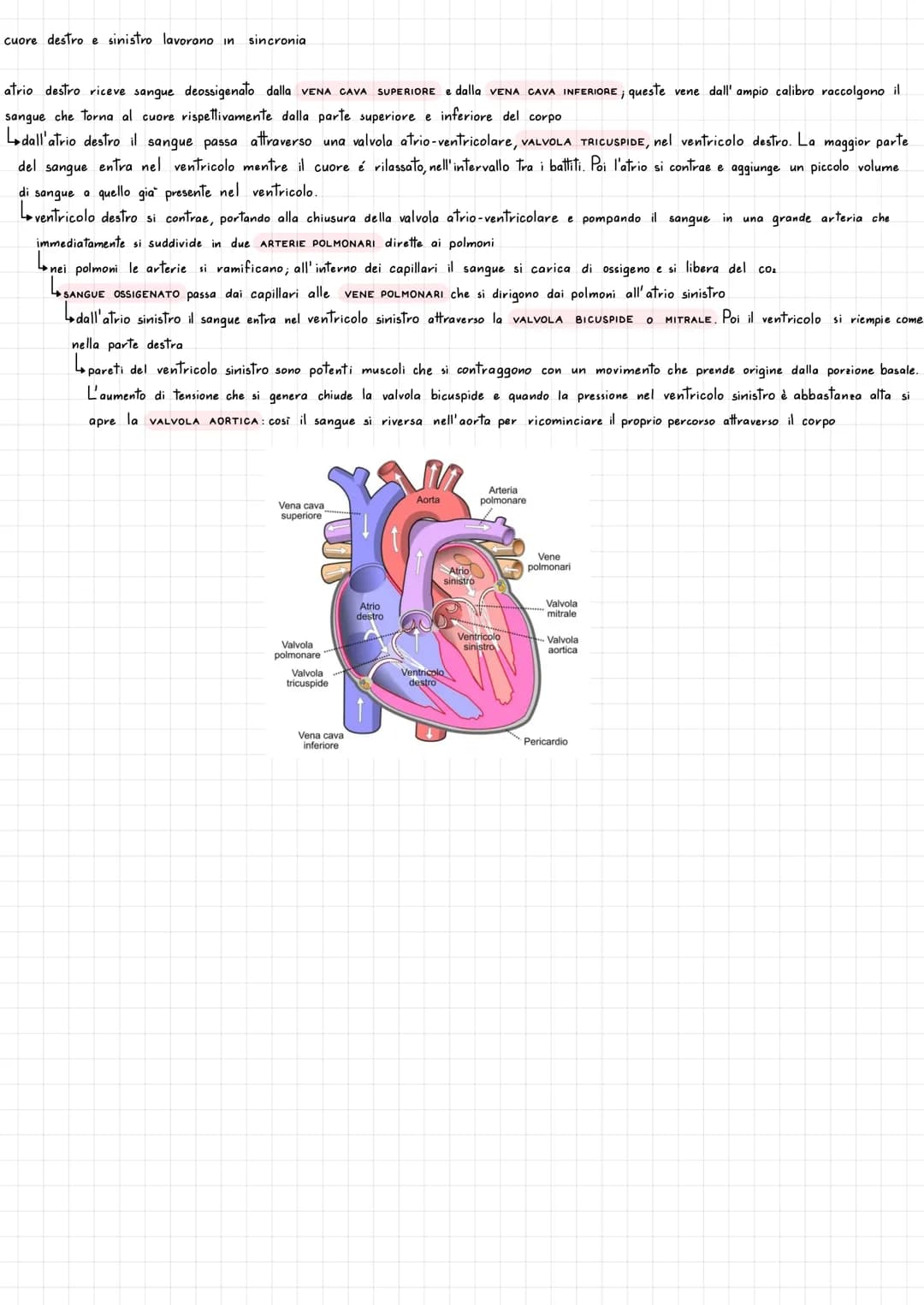 SISTEMA CHIUSO sangue si muove all'interno dei vasi sanguigni e
3 TIPI VASI SANGUIGNI
2 CIRCOLAZIONI
Apparato cardiovascolare
ARTERIEvasi ch