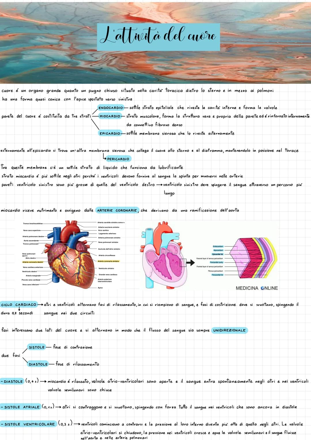 SISTEMA CHIUSO sangue si muove all'interno dei vasi sanguigni e
3 TIPI VASI SANGUIGNI
2 CIRCOLAZIONI
Apparato cardiovascolare
ARTERIEvasi ch