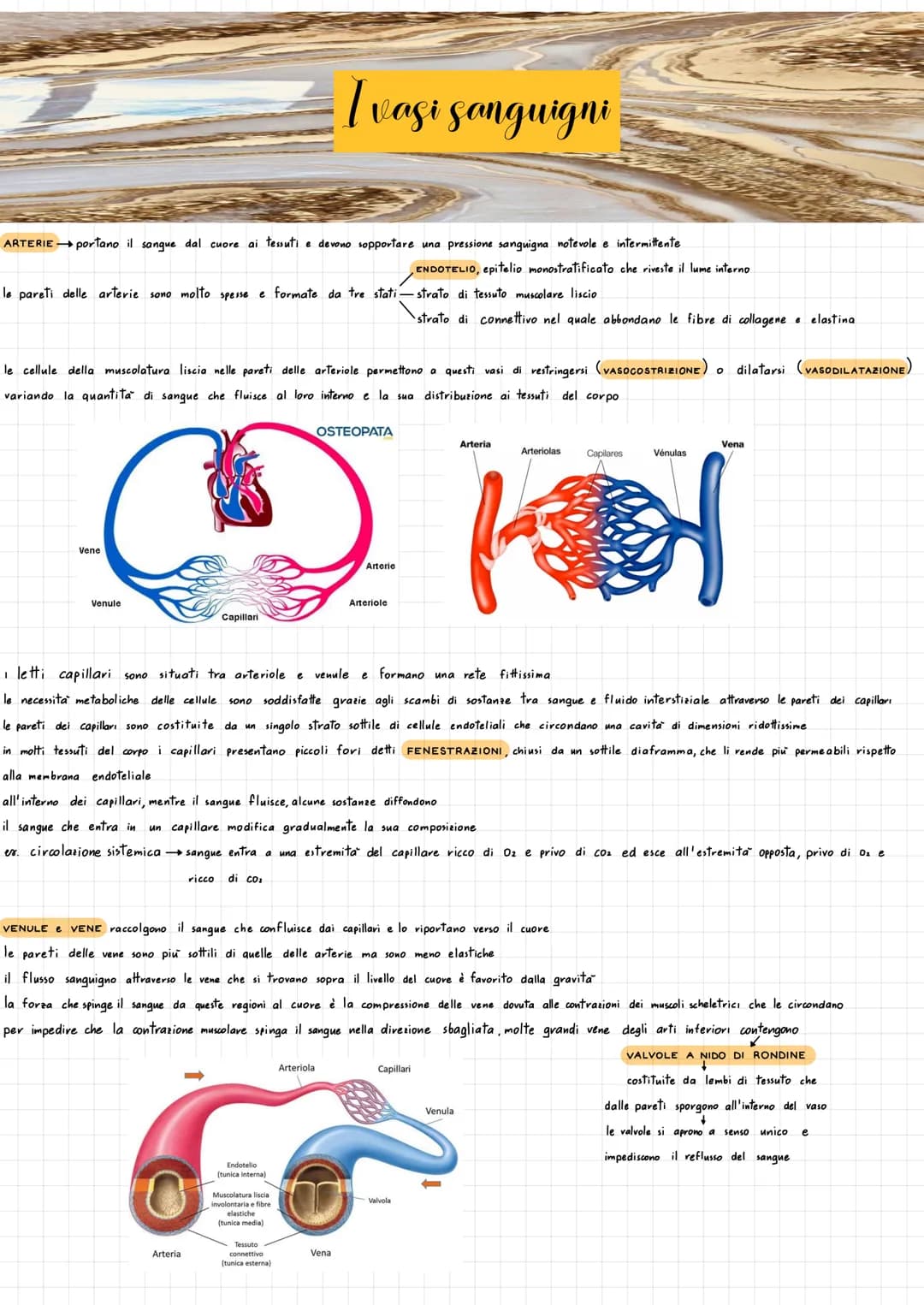 SISTEMA CHIUSO sangue si muove all'interno dei vasi sanguigni e
3 TIPI VASI SANGUIGNI
2 CIRCOLAZIONI
Apparato cardiovascolare
ARTERIEvasi ch